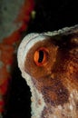 Octopus is camouflaged among the rocks