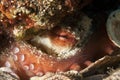 Octopus Royalty Free Stock Photo