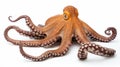 octopus is a cephalopod of the Octopodidae family at sea on white background. generative ai Royalty Free Stock Photo