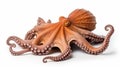 octopus is a cephalopod of the Octopodidae family at sea on white background. generative ai Royalty Free Stock Photo