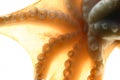 Octopus close-up