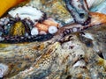 octopus in closeup on display view in open market. eyes and tentacles. fresh sea food concept Royalty Free Stock Photo