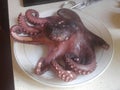 Octopus. Cook at home. Preparing to prepare a typical Galicia dish - Octopus a la Galicia