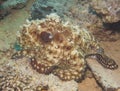 Octopus on a coral reef