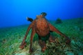 Octopus courtship Royalty Free Stock Photo
