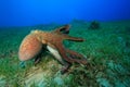 Octopus courtship and mating Royalty Free Stock Photo