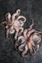 Octopus. Creative concept of healthy food with photos of delicious seafood from octopus