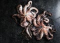 Octopus. Creative concept of healthy food with photos of delicious seafood from octopus