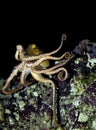 OCTOPUS octopus cyanea