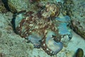 Camouflaged Octopus Hunting on Seafloor of Reef