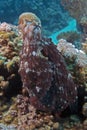 Octopus cyanea