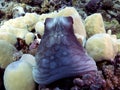 Octopus cyanea