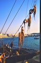 Octopus dried in the sun in mikonos island greece Royalty Free Stock Photo