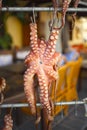 Octopus drying in Crete, Greece Royalty Free Stock Photo