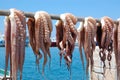 Octopus drying in greek islands Royalty Free Stock Photo