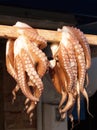 Octopus Drying, Naxos, Greece Royalty Free Stock Photo