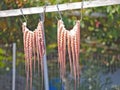 Octopus drying on a rope Royalty Free Stock Photo