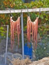 Octopus drying on a rope Royalty Free Stock Photo