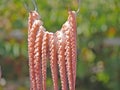 Octopus drying on a rope Royalty Free Stock Photo