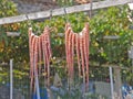 Octopus drying on a rope Royalty Free Stock Photo