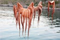 Octopus Drying on the String Royalty Free Stock Photo
