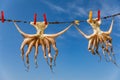 Octopus drying in the sun, Crete, Greece, Europe. Octopus drying in Crete, Greece. An octopus drying on a rope outside a tavern in Royalty Free Stock Photo