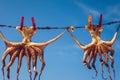 Octopus drying in the sun, Crete, Greece, Europe. Octopus drying in Crete, Greece. An octopus drying on a rope outside a tavern in Royalty Free Stock Photo