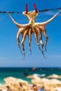 Octopus drying in the sun, Crete, Greece, Europe. Octopus drying in Crete, Greece. An octopus drying on a rope outside a tavern in Royalty Free Stock Photo