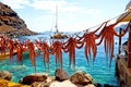 octopus drying in sun and light Royalty Free Stock Photo