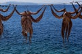 Octopus drying in the sun Royalty Free Stock Photo
