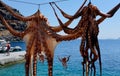 Octopus Drying in Sun, Santorini Greece Royalty Free Stock Photo