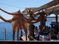 Octopus Drying in Sun at Seafood Restaurant