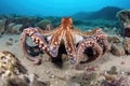 octopus dwells among rocks on ocean floor