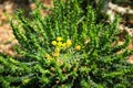 Octopus euphorbia yellow flowers cactus Royalty Free Stock Photo