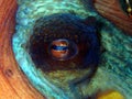 Octopus eye Royalty Free Stock Photo