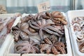 Octopus at fisherman market in Chios Island, in Greece