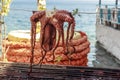 Octopus greek