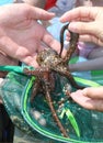 Octopus in hand