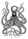 Octopus hand drawing vintage engraving illustration on white backgroud Royalty Free Stock Photo