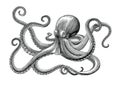 Octopus hand drawing vintage engraving illustration on white backgroud Royalty Free Stock Photo