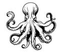 Octopus hand drawing vintage engraving illustration on white background Royalty Free Stock Photo