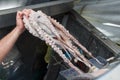 Octopus in Hand