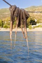 Octopus hanging on a line Royalty Free Stock Photo