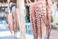 Octopus hanging out in sun on Kos island Royalty Free Stock Photo