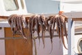 Octopus hanging up on a stick Naoussa, Paros Island, Greece Royalty Free Stock Photo