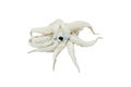 Octopus head, fresh big squid Royalty Free Stock Photo