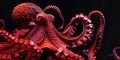 Octopus Head and Tentacles Close Up, Royalty Free Stock Photo