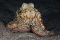Octopus holding its prey under its tentacles Royalty Free Stock Photo