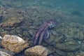 An octopus hunts near rocks in New Zealand