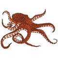 Octopus illustration